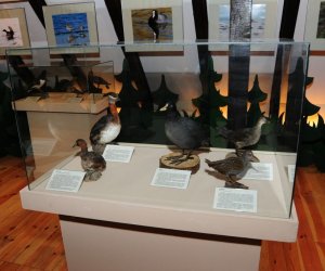 Wystawa czasowa „Ptaki wodno-błotne”