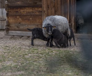 DZIAŁ HISTORII UPRAWY ROŚLIN I HODOWLI ZWIERZĄT