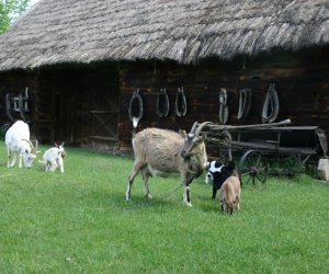 Początek wiosny w Muzeum Rolnictwa im. ks. K. Kluka w Ciechanowcu to czas dla zwierząt.