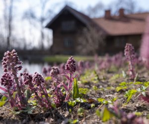 „Na świętego Wojciecha pierwsza wiosny pociecha”