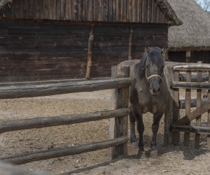 DZIAŁ HISTORII UPRAWY ROŚLIN I HODOWLI ZWIERZĄT