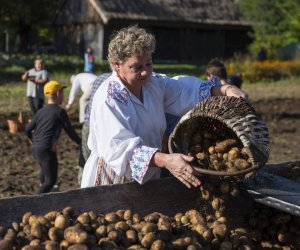 Jesień w polu i zagrodzie 2021 - fotorelacja