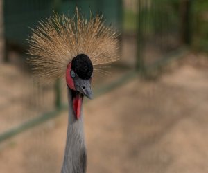 Codziennik Muzealny - Wiosna w ciechanowieckim muzeum