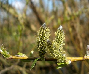 Codziennik Muzealny - wierzba - naturalna aspiryna