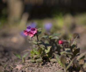 „Na świętego Wojciecha pierwsza wiosny pociecha”