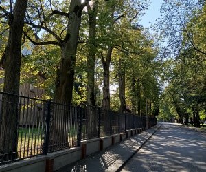 Zakończenie zadania - Konserwacja i pielęgnacja drzew Zakończenie zadania - Konserwacja i pielęgnacja drzew