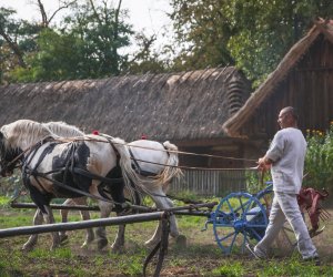 Niecodziennik muzealny - Uprawa ziemniaków w Polsce w XVIII i pierwszych dekadach XIX wieku.