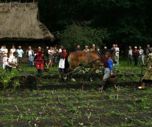 Wykopki w skansenie 2009