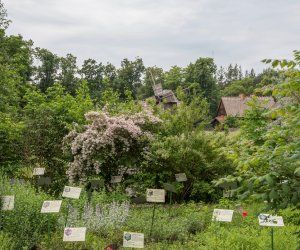 Niecodziennik Muzealny - Roślinna sztuka manipulacji, czyli kilka słów o zapylaniu