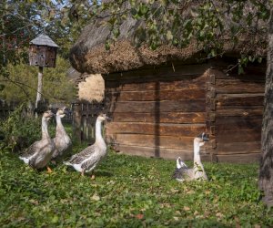 NIECOdziennik muzealny - Wieś w październiku