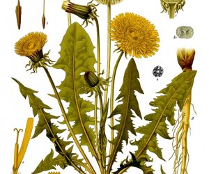 Codziennik Muzealny - Mniszek lekarski – kwiatek, który kocha słońce