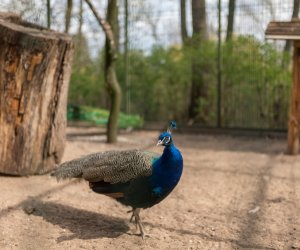 Codziennik Muzealny - Wiosna w ciechanowieckim muzeum