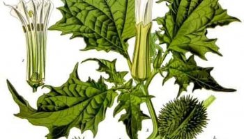 Niecodziennik Muzealny - Piękne i niebezpieczne – rośliny trujące w Dykcyonarzu księdza Kluka