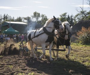 Jesień w polu i zagrodzie 2021 - fotorelacja