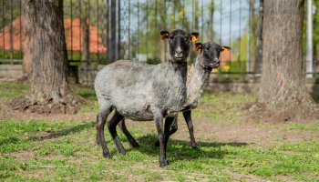 NIECOdziennik muzealny – Strzyżenie owiec