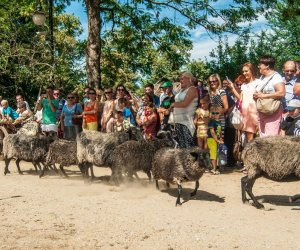 XV Podlaskie Święta Chleba w Muzeum Rolnictwa im. ks. Krzysztofa Kluka w Ciechanowcu