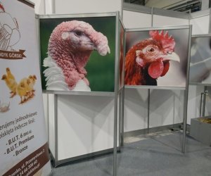 Narodowa Wystawa Rolnicza w Poznaniu