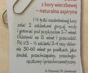 Codziennik Muzealny - wierzba - naturalna aspiryna