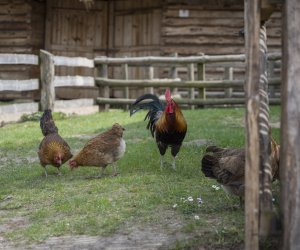 DZIAŁ HISTORII UPRAWY ROŚLIN I HODOWLI ZWIERZĄT