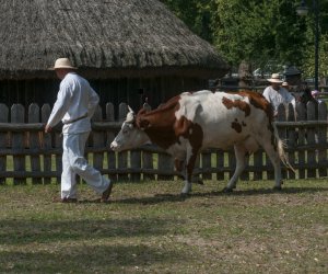 XX Podlaskie Święto Chleba - fotorelacja