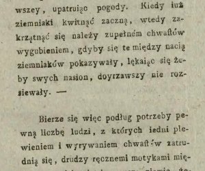 Niecodziennik muzealny - Uprawa ziemniaków w Polsce w XVIII i pierwszych dekadach XIX wieku.