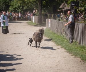 XIX Podlaskie Święto Chleba - fotorelacja