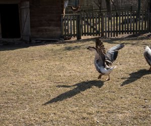 NIECOdziennik Muzealny - Okres przedświąteczny w tradycyjnym gospodarstwie wiejskim.