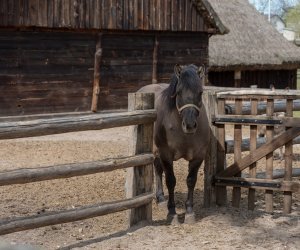 Codziennik Muzealny - Wiosna w ciechanowieckim muzeum