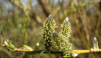 Codziennik Muzealny - wierzba - naturalna aspiryna