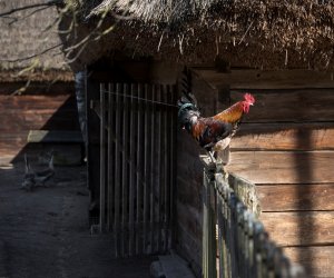 NIECOdziennik Muzealny - Okres przedświąteczny w tradycyjnym gospodarstwie wiejskim.