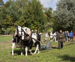 Jesień w polu i zagrodzie. Etnograficzny festiwal kultury ludowej 2022 - fotorelacja