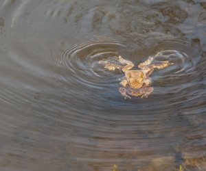 „Na świętego Wojciecha pierwsza wiosny pociecha”