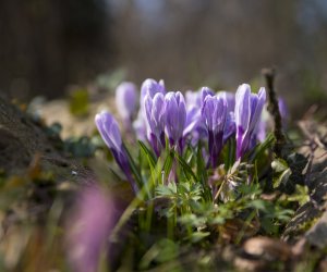 „Na świętego Wojciecha pierwsza wiosny pociecha”