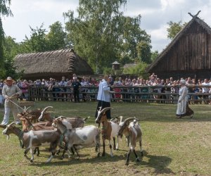 XX Podlaskie Święto Chleba - fotorelacja