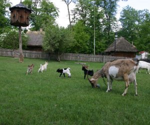 Początek wiosny w Muzeum Rolnictwa im. ks. K. Kluka w Ciechanowcu to czas dla zwierząt.