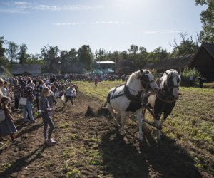 Jesień w polu i zagrodzie 2021 - fotorelacja