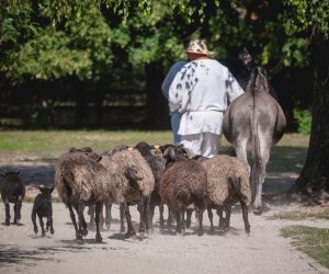 XIX Podlaskie Święto Chleba - fotorelacja